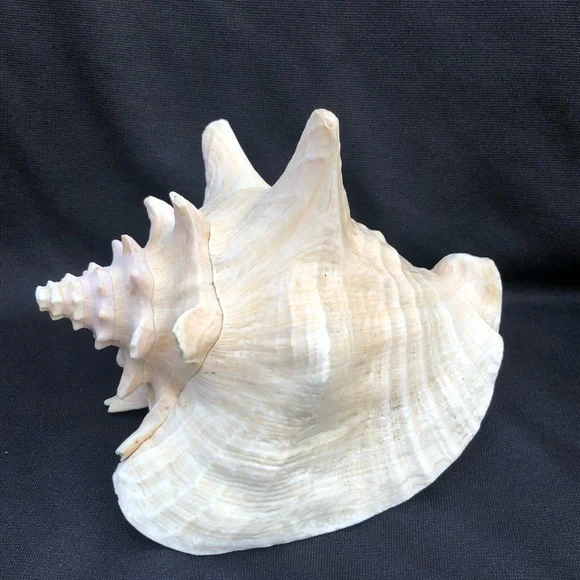 Queen Conch Seashell Strombus Gigas Decoration Large 8” x 6 1/2”” - Picture 8 of 10